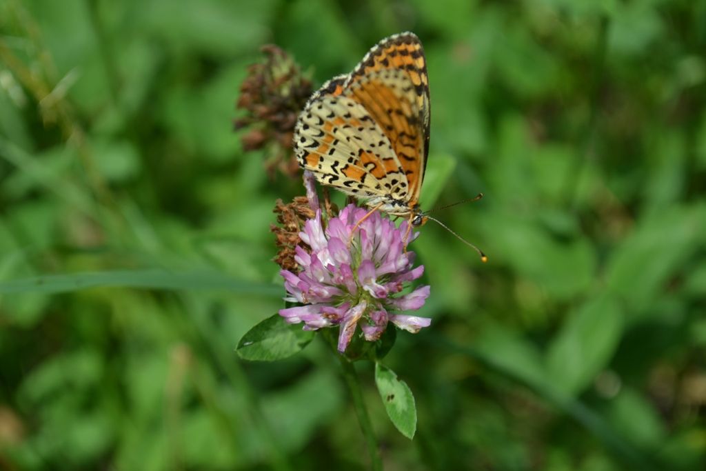 Melitaea trivia? - Melitaea didyma